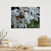 Poster Fleurs de jasmin rose (Cuisine)