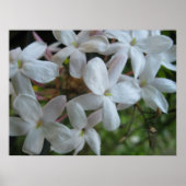 Poster Fleurs de jasmin rose (Devant)