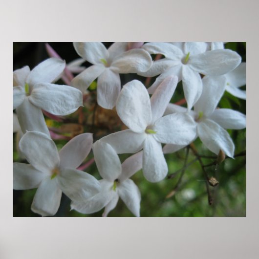 Poster Fleurs de jasmin rose (Devant)
