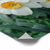 Poster Fleurs de jonquille (Coin)