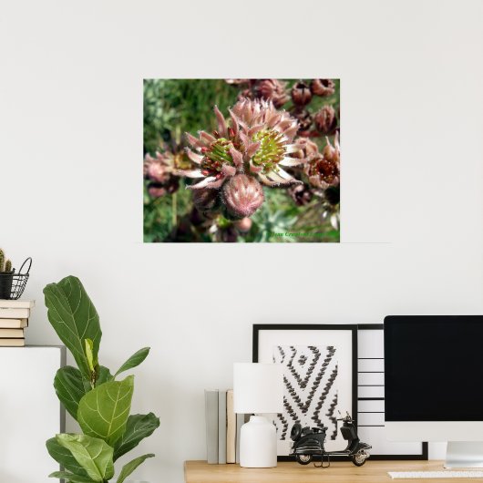 Poster Fleurs de Joubarbe (Sempervivum) (Bureau à domicile)