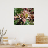 Poster Fleurs de Joubarbe (Sempervivum) (Cuisine)