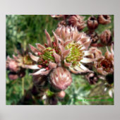 Poster Fleurs de Joubarbe (Sempervivum) (Devant)