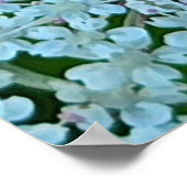 Poster Fleurs de la Reine Anne (Coin)