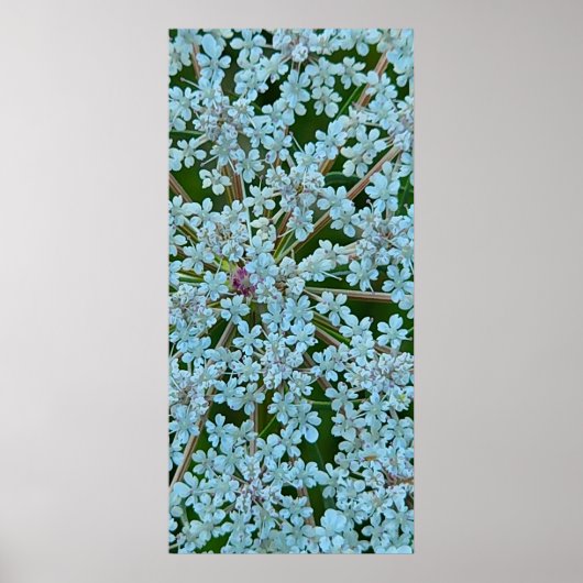 Poster Fleurs de la Reine Anne (Devant)