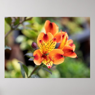 Poster Fleurs de l'Alstroemeria rouge et orange
