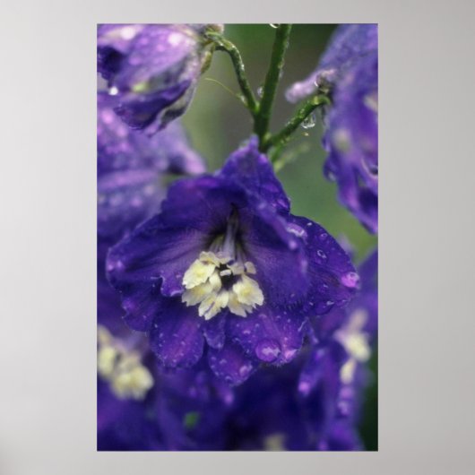 Poster Fleurs de larkspur (Hybride de Delphinium) (Devant)