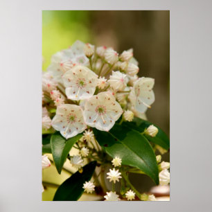 Poster Fleurs de laurier de montagne