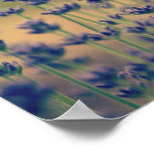 Poster Fleurs de lavande (Coin)