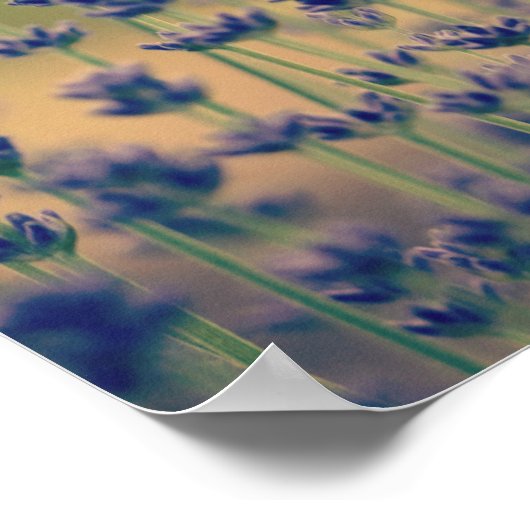 Poster Fleurs de lavande (Coin)