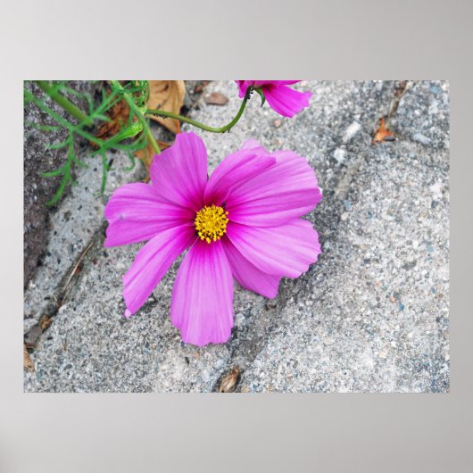 Poster Fleurs de lavande avec citations Inspirationnelles (Devant)