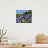 Poster Fleurs de lavande dans le champ en été, Provence (Cuisine)