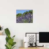 Poster Fleurs de lavande dans le champ en été, Provence (Bureau à domicile)