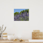Poster Fleurs de lavande dans le champ en été, Provence (Cuisine)