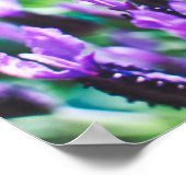Poster Fleurs de lavande violette (Coin)