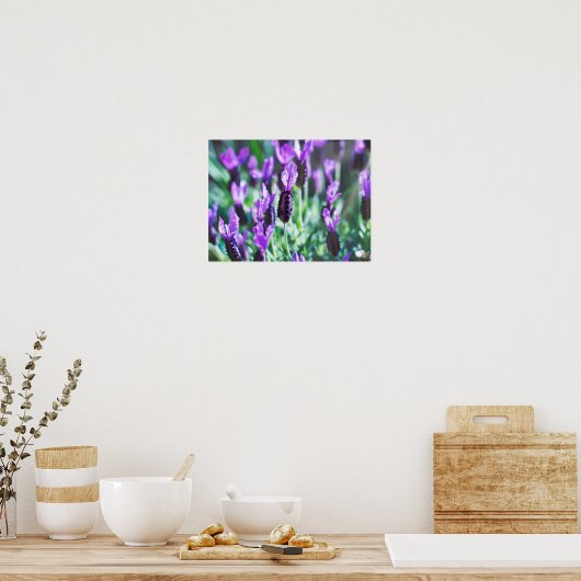 Poster Fleurs de lavande violette (Cuisine)