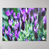 Poster Fleurs de lavande violette (Devant)