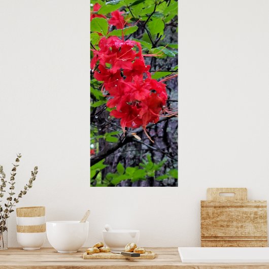 Poster Fleurs de l'Azalée Rouge (Cuisine)