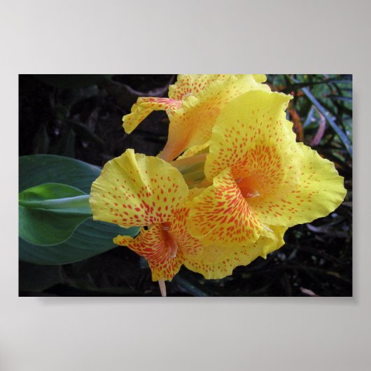 Poster Fleurs de l'île (Devant)