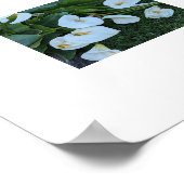 Poster Fleurs de lis calla blanc (Coin)