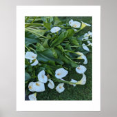 Poster Fleurs de lis calla blanc (Devant)