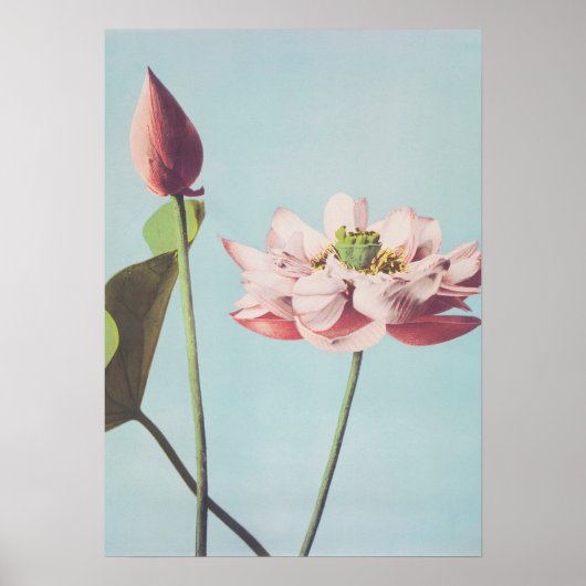 Poster fleurs de lotus (Devant)