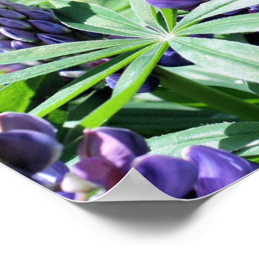 Poster Fleurs de lupine violette (Coin)