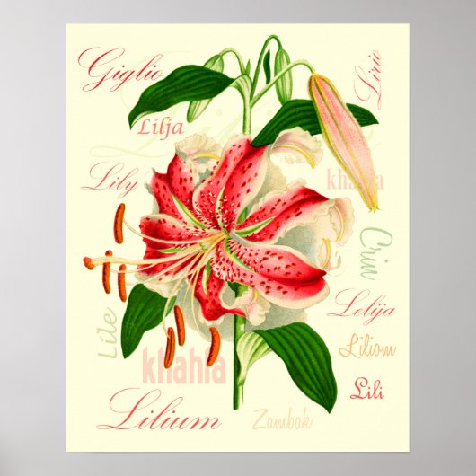 Poster Fleurs de lys (Devant)