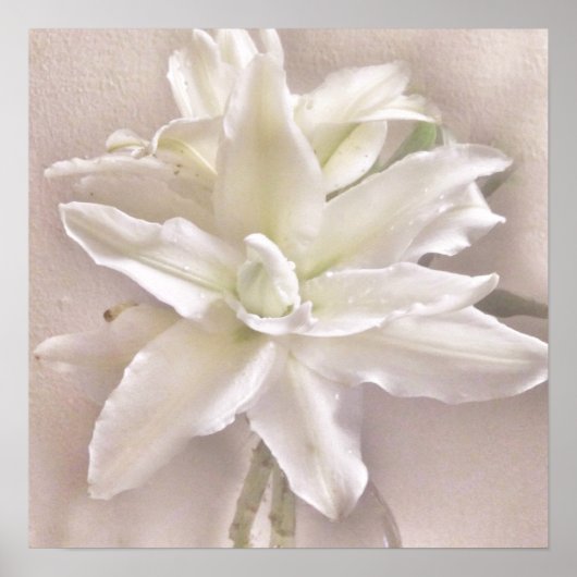 Poster Fleurs de Lys Rougissent (Devant)