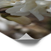 Poster Fleurs de Magnolia étoilé (Coin)