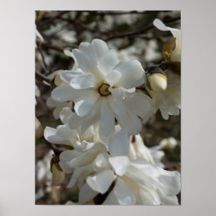 Poster Fleurs de Magnolia étoilé