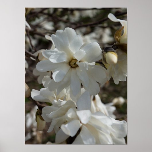 Poster Fleurs de Magnolia étoilé (Devant)