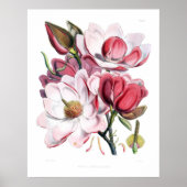 Poster Fleurs de Magnolia rose Imprimer (Devant)