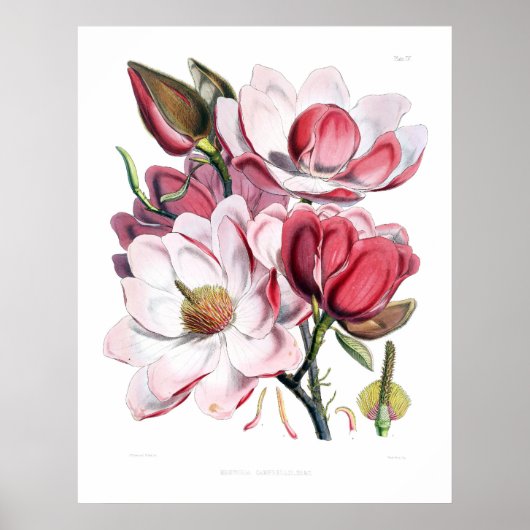 Poster Fleurs de Magnolia rose Imprimer (Devant)