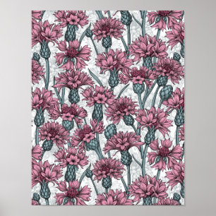 Poster Fleurs de maïs roses, fleurs sauvages sur blanc