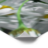 Poster fleurs de marguerite (Coin)