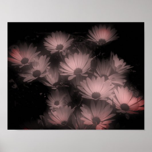 Poster Fleurs de marguerite africaine haute contrastée (Devant)
