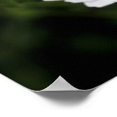 Poster Fleurs de marguerite sauvages proches (Coin)