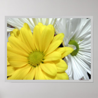 Poster Fleurs de marguerites jaunes blancs Photo