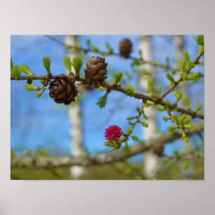Poster Fleurs de mélèze
