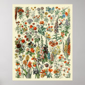 Poster Fleurs de Millot Adolphe (Devant)