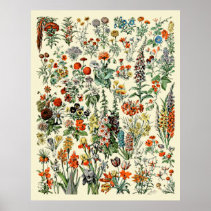 Poster Fleurs de Millot Adolphe