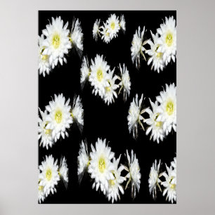 Poster Fleurs De Minuit : Fleurs De Cactus Blancs Sur Noi
