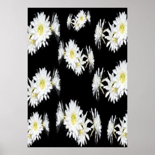 Poster Fleurs De Minuit : Fleurs De Cactus Blancs Sur Noi (Devant)