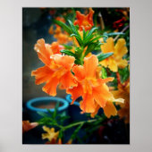 Poster Fleurs de musc (Devant)