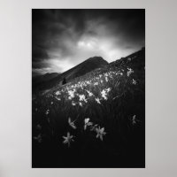 Fleurs de narcisse blanches dans l'obscurité