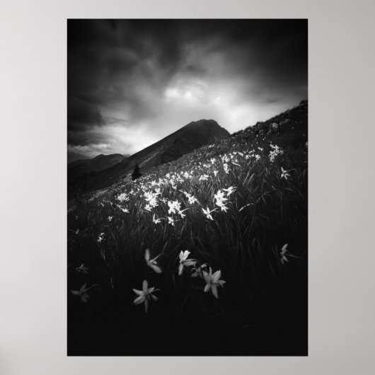 Poster Fleurs de narcisse blanches dans l'obscurité (Devant)