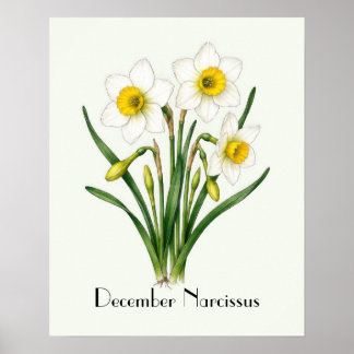 Poster Fleurs de Narcisse de Décembre