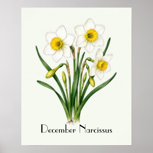 Poster Fleurs de Narcisse de Décembre (Devant)