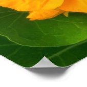 Poster Fleurs de Nasturtium (Coin)